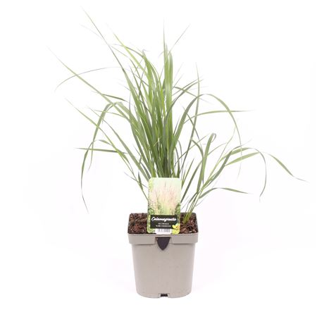 Calamagrostis X Acutiflora Karl Foerster