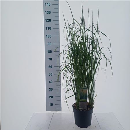 Calamagrostis Acutiflora Karl Foerster