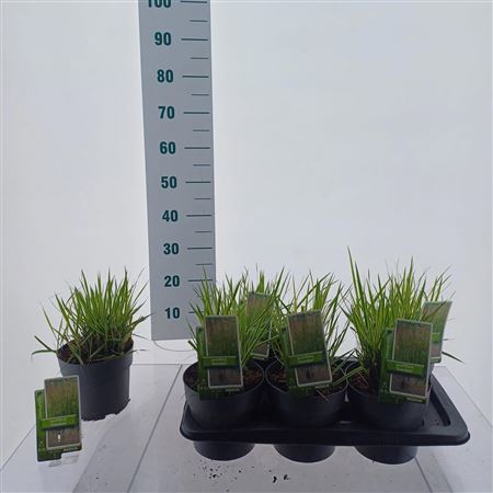 Calamagrostis Acutiflora Overdam