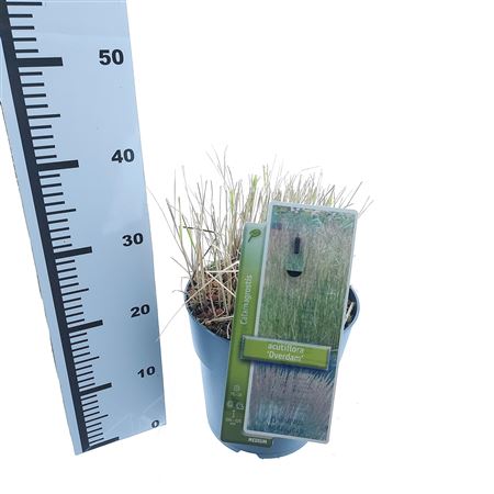 Calamagrostis Acutiflora Overdam