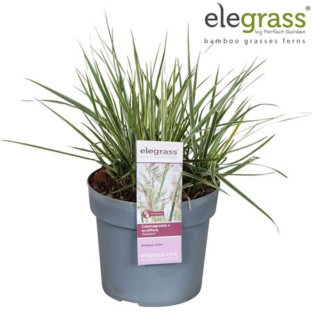 Calamagrostis Overdam