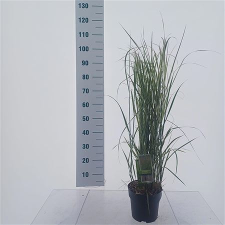Calamagrostis Acutiflora Overdam