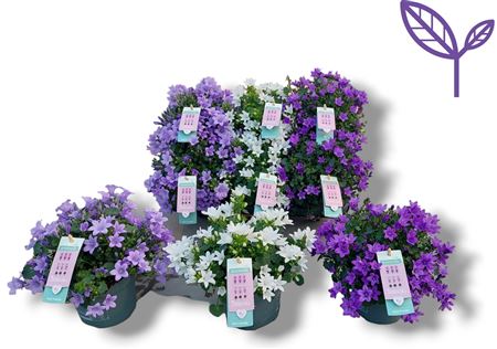 Campanula Ambella Mix