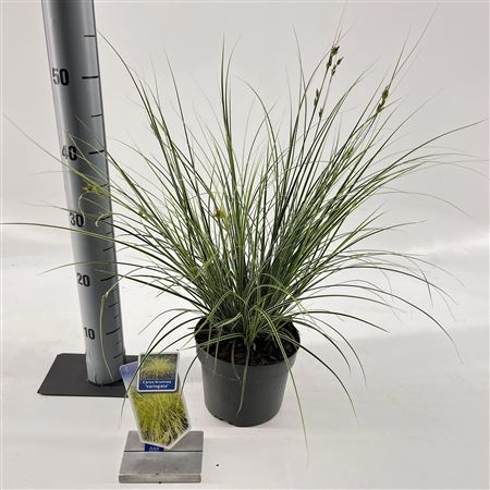 Carex Brunnea Variegata
