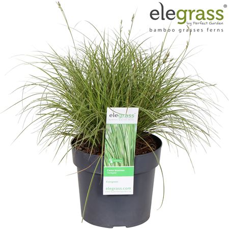 Carex Brunnea Variegata