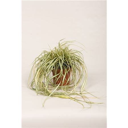 Carex Evergold
