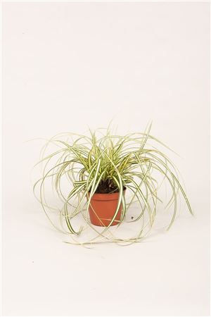 Carex Evergold