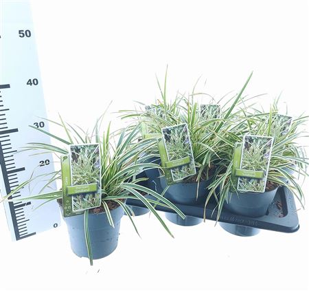 Carex Morrowii Goldband