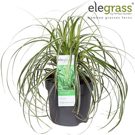 Carex Morrowii Aureovariegata Elegrass