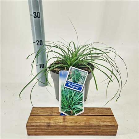 Carex Oshimensis Evergreen