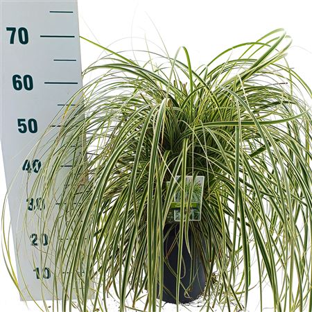 Carex Feather Falls