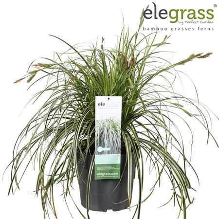Carex Feather Falls