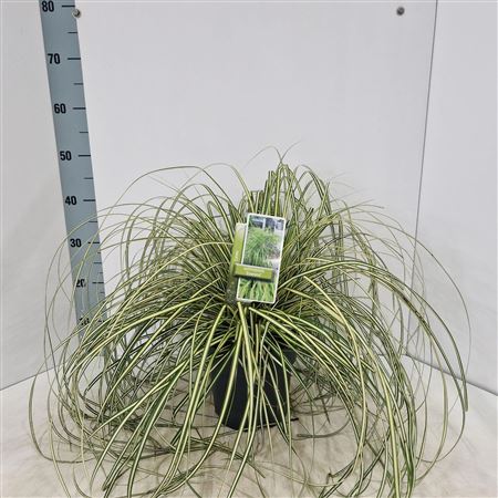 Carex Oshimensis Everoro