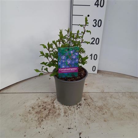 Ceratostigma Willmottianum