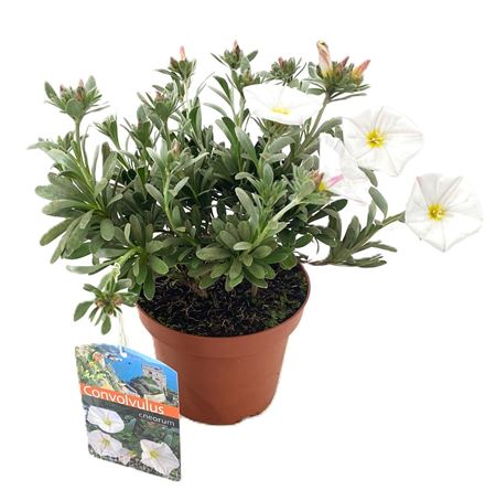 Convolvulus Cneorum