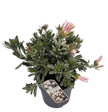 Convolvulus Cneorum Bush