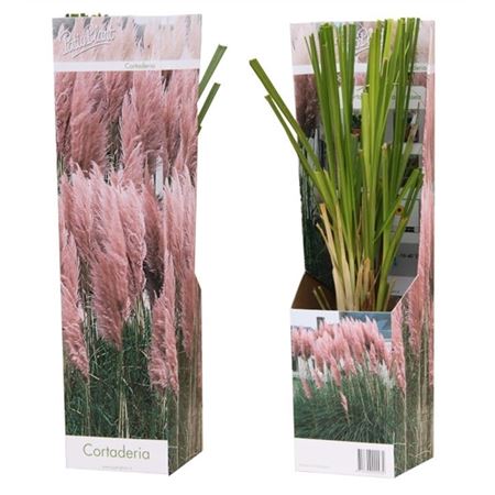Cortaderia Rosea
