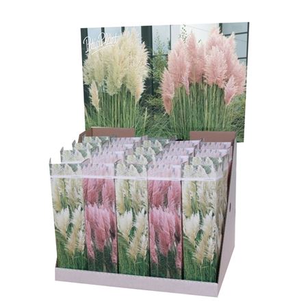 Cortaderia Pampas Mix