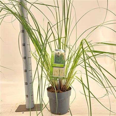 Cortaderia Selloana