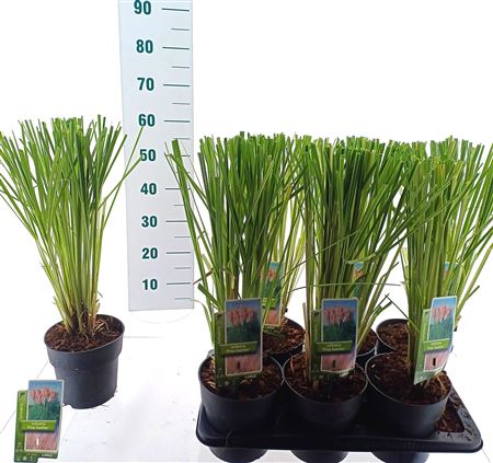 Cortaderia Sell Pink Feather