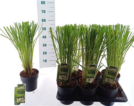 Cortaderia Sell White Feather