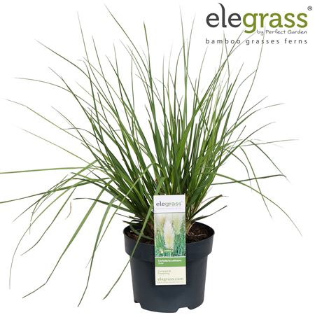 Cortaderia Sell Evita