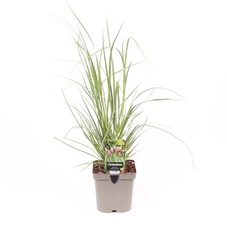 Cortaderia Sell Pink Feather