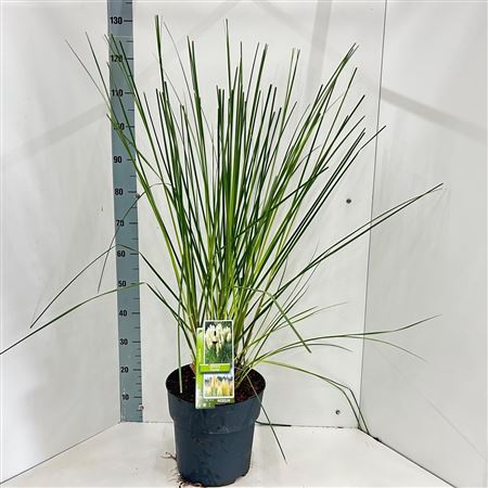 Cortaderia Selloana Pumila