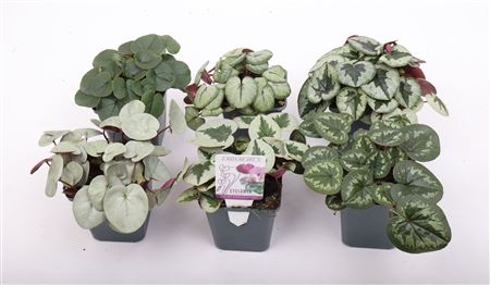 Cyclamen Coum Mix
