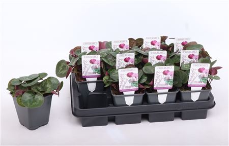 Cyclamen Coum Rose