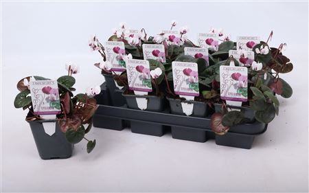 Cyclamen Coum White