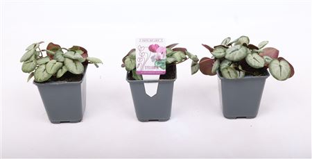 Cyclamen Coum Silverleaf White