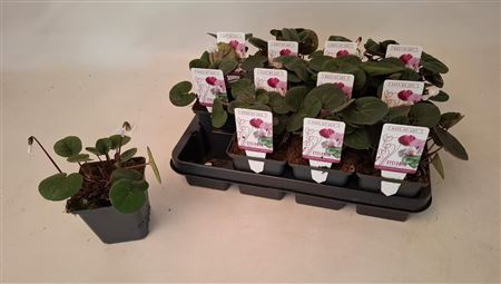 Cyclamen Coum Marbled Leaf Ruby Star