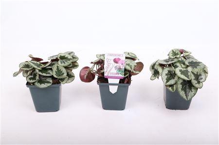 Cyclamen Coum Xmas Leaf Rose