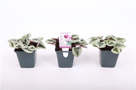 Cyclamen Coum Xmas Leaf White