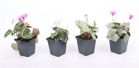 Cyclamen Hederifolium Mix