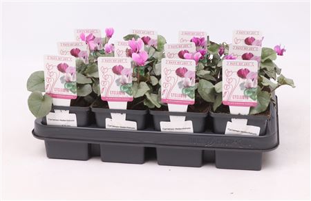 Cyclamen Hed Pink