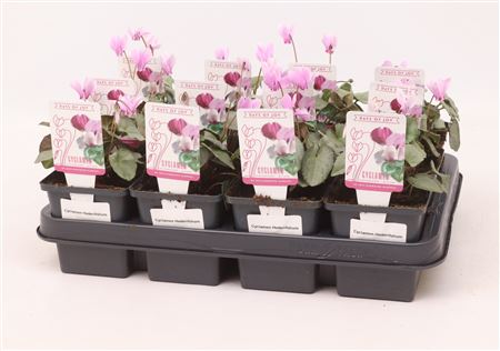 Cyclamen Hed Silverleaf Pink