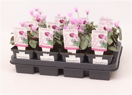 Cyclamen Hederifolium Light Pink