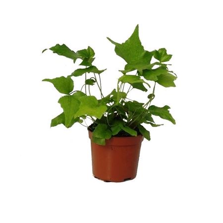 Cyrtomium Falcatum (winterhard)