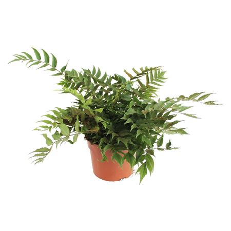 Cyrtomium Fortunei Clivicola (winterhard)