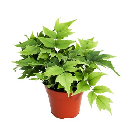 Cyrtomium Fortunei Clivicola (winterhard)