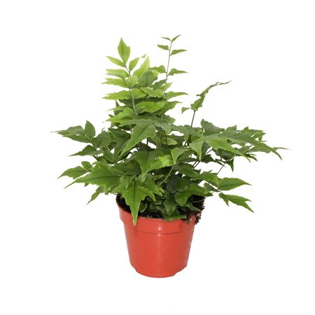 Cyrtomium Fortunei Clivicola (winterhard)