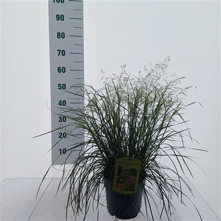 Deschampsia Cespitosa Tardiflora