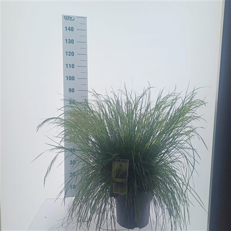 Deschampsia Cespitosa Goldtau