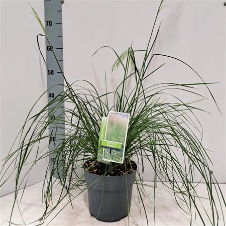 Deschampsia Cespitosa Goldtau