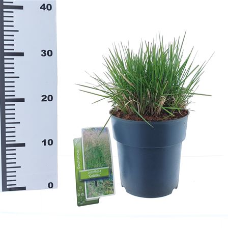 Deschampsia Cespitosa Goldtau