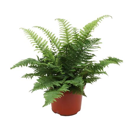 Dryopteris Affinis Crispa (winterhard)