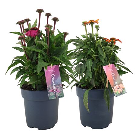 Echinacea Mix Shelf