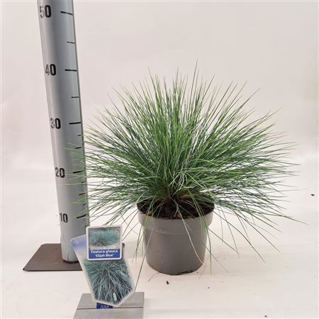 Festuca Glauca Elijah Blue